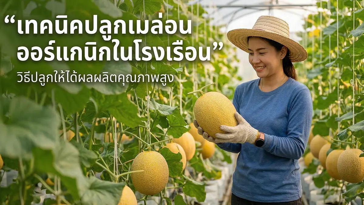 เทคนิคปลูกเมล่อนออร์แกนิกในโรงเรือน – ทำอย่างไรให้ได้ผลผลิตคุณภาพสูง 🍈🌿